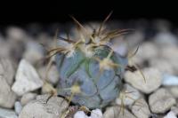 Echinocactus horizonthalonius Jabo 36